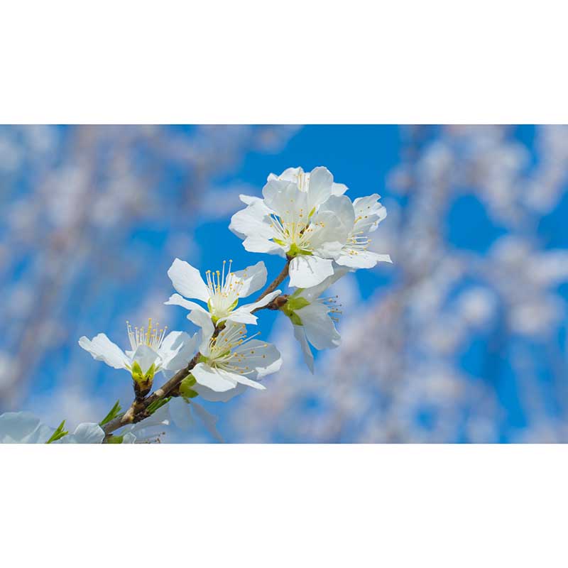 Chinese Style Blossom Flowers Wall Decals Waterproofing Mural, Custom Size