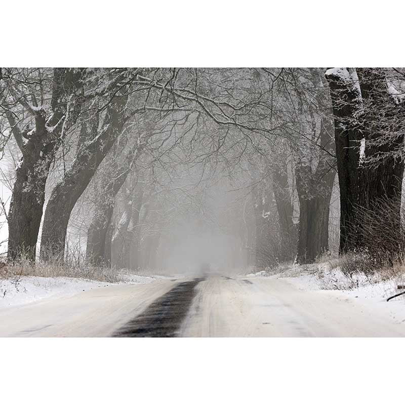 Forest Tree Wall Mural Wallpaper for Reading Room Bedroom, Made to Measure