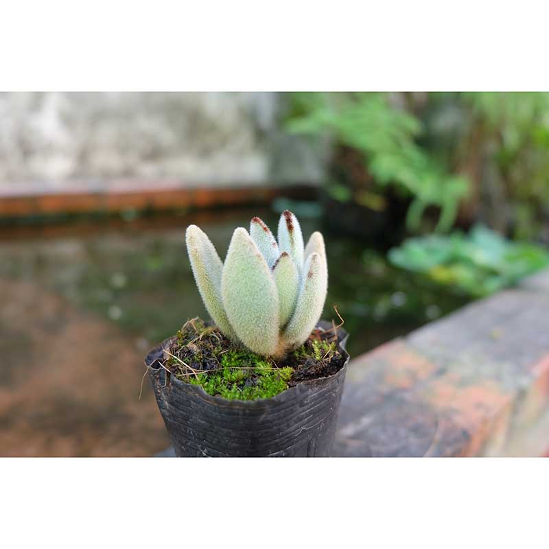 Green Plant Wall Mural for Study Room Home Decor, Personalized Size Available