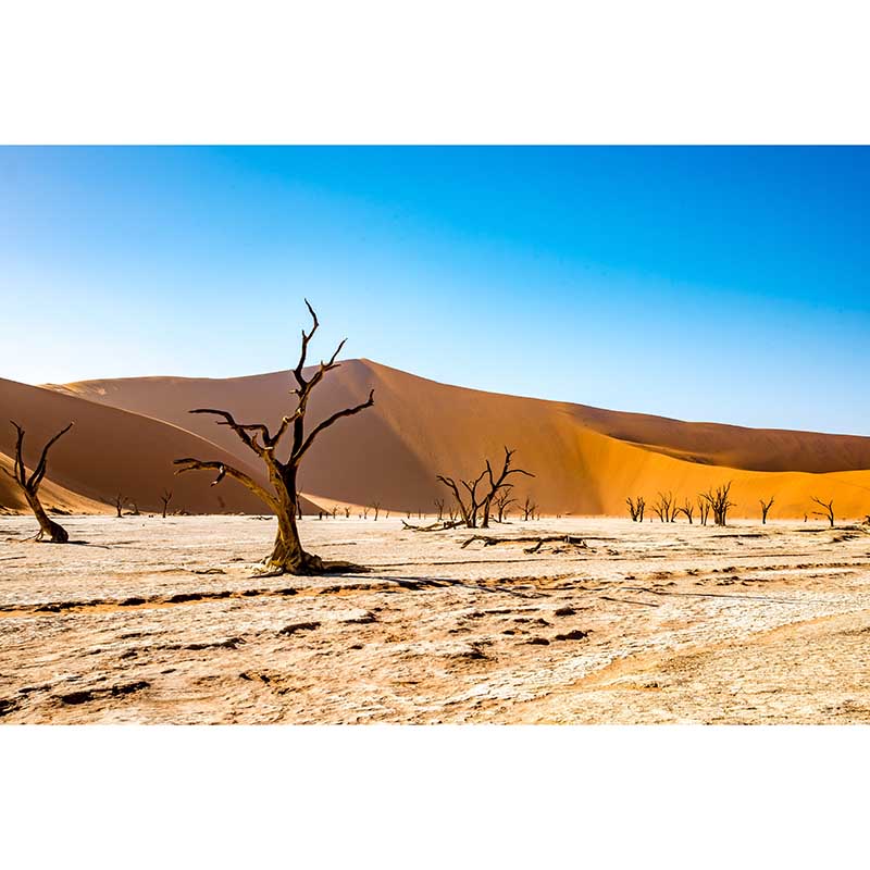 Desert Wall Mural Yellow Wall Covering for Sitting Room, Made to Measure