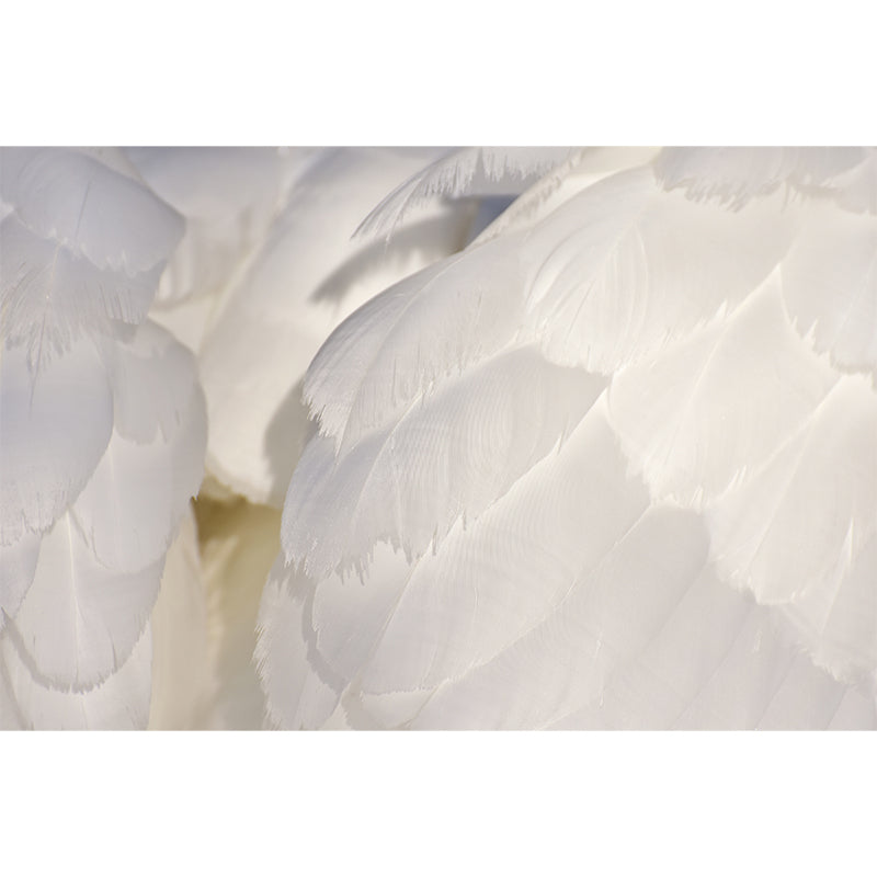 Feather Wall Mural Decal Home Decor for Living Room Girls Women Bedroom