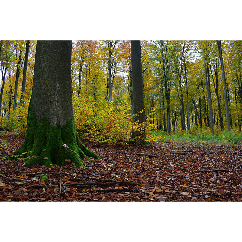 Forest Photo Mural Wallpaper for Living Room Decor, Custom Size Available
