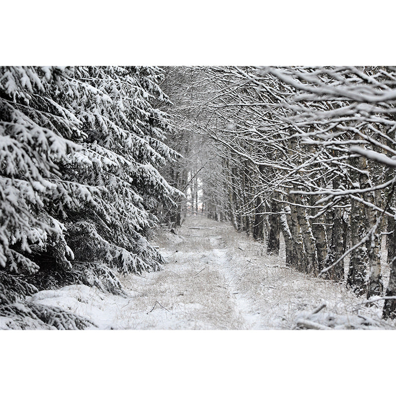 Forest Landscape Wall Murals Moisture Resistant Wall Covering for Gust Room