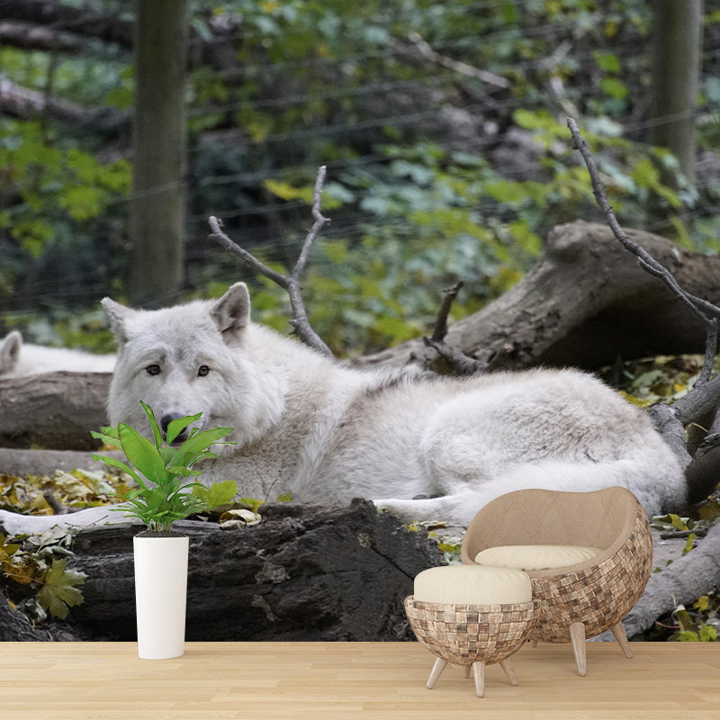 Contemporary Arctic Wolf Wall Mural Mildew Resistant Covering for Dining Room