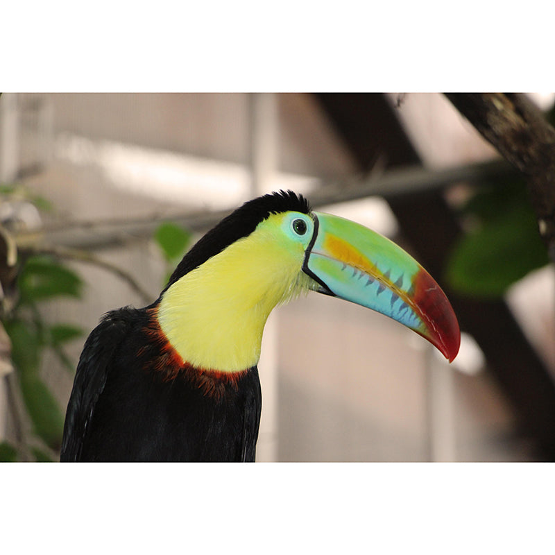Customized Moisture Resistant Toucan Mural Wallpaper Environment Friendly Wall Decor