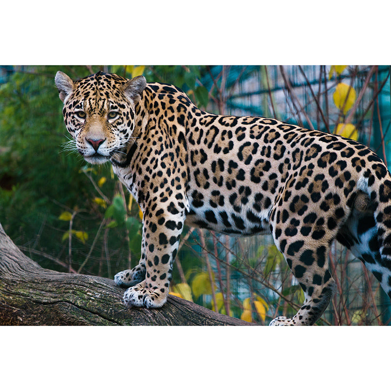 Customized Moisture Resistant Jaguar Mural Wallpaper Environment Friendly Wall Decor