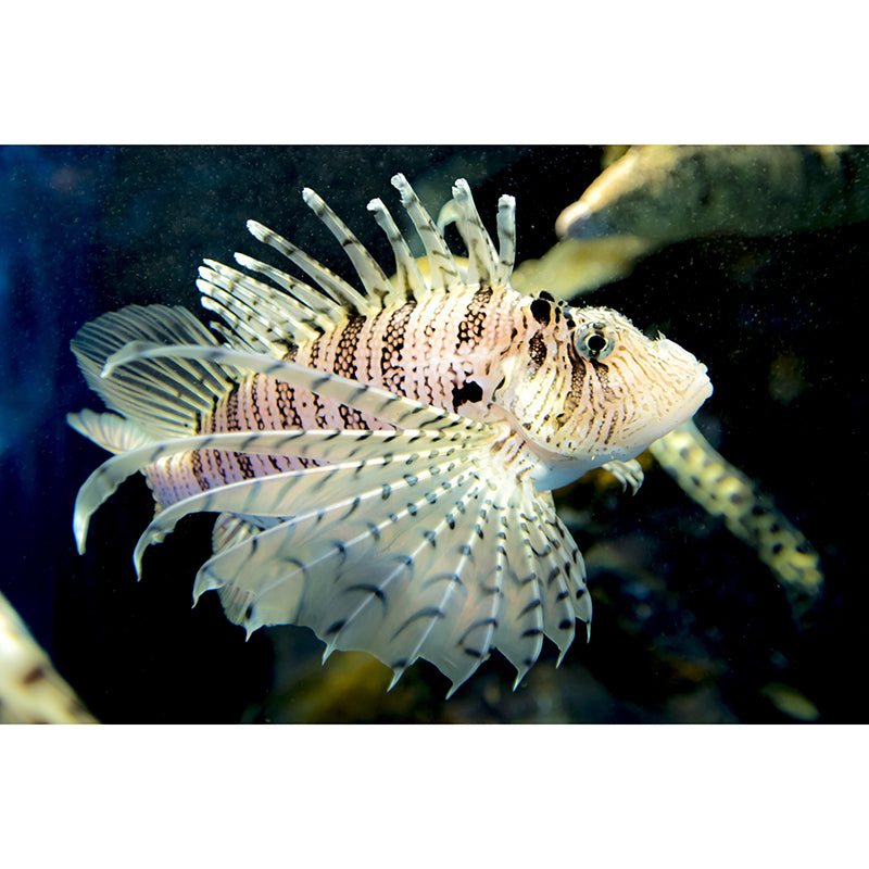 Lionfish Mural Decal Decorative Modern Style Moisture Resistant for Sitting Room