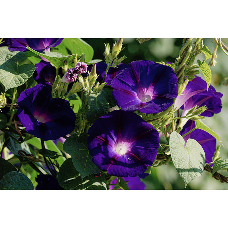 Customized Moisture Resistant Mural Wallpaper Decal Morning Glory Wall Decor