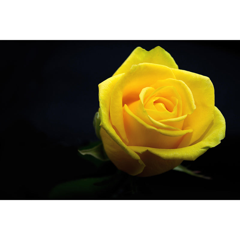 Rose Blooming Mural Decal Modern Style Moisture Resistant for Sitting Room