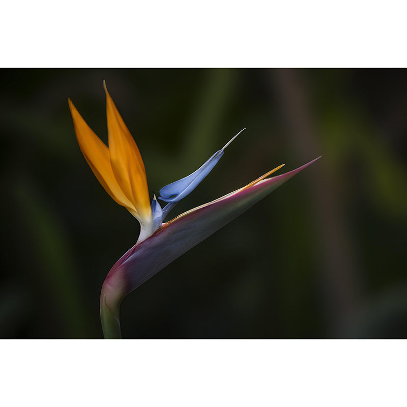 Bird of Paradise Flower Mural Decal Modern Style Moisture Resistant for Sitting Room