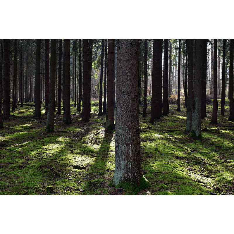 Forest Mural Wallpaper Photo Horizontal Mildew Resistant for Living Room