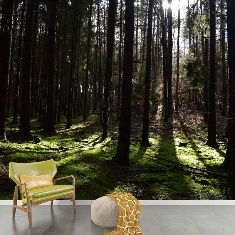 Forest Mural Wallpaper Photo Horizontal Mildew Resistant for Living Room