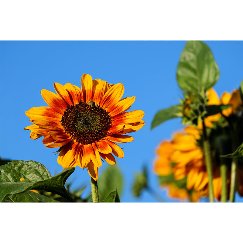 Yellow Sunflower Simple Mural for Bedroom Water Resistant, Made to Measure