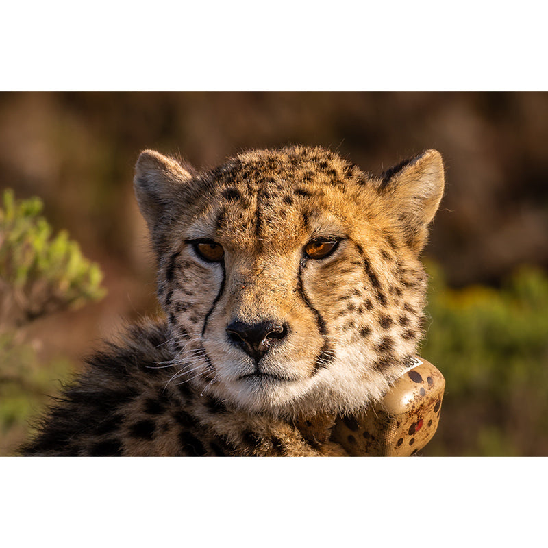 Cheetah Wall Art Decor for Bedroom Living Room Home Decoration, Waterproofing