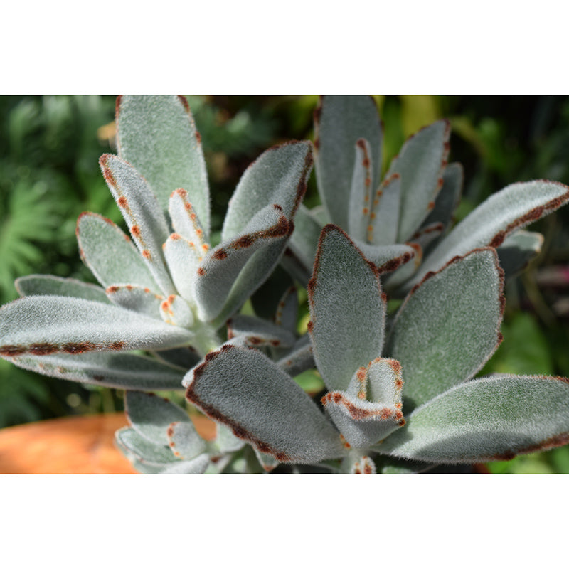 Tropical Plants Mural House Interior Wall Art, Made to Measure, Waterproofing