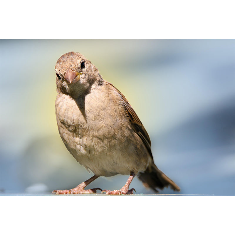 Modern Sparrow Mural Wallpaper Moisture Resistant Living Room Wall Covering