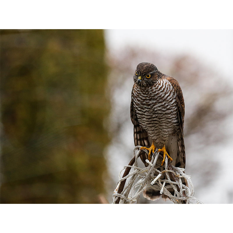 Modern Wild Animal Mural Wallpaper Moisture Resistant Living Room Wall Covering