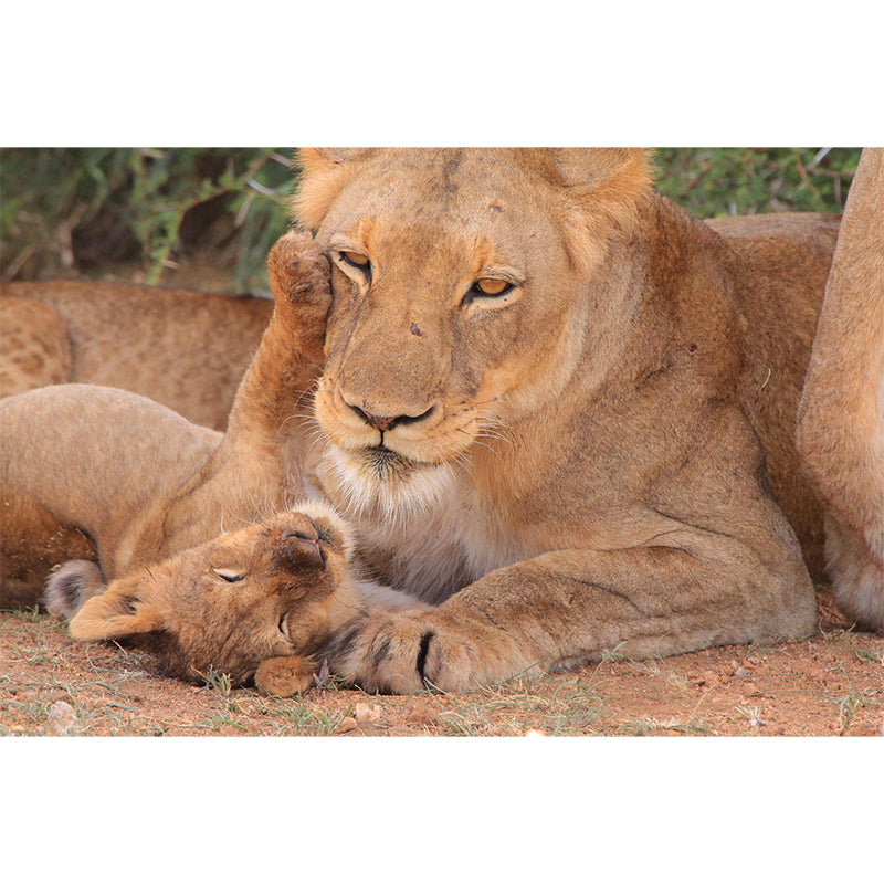 Modern Lioness Mural Wallpaper Moisture Resistant Living Room Wall Covering