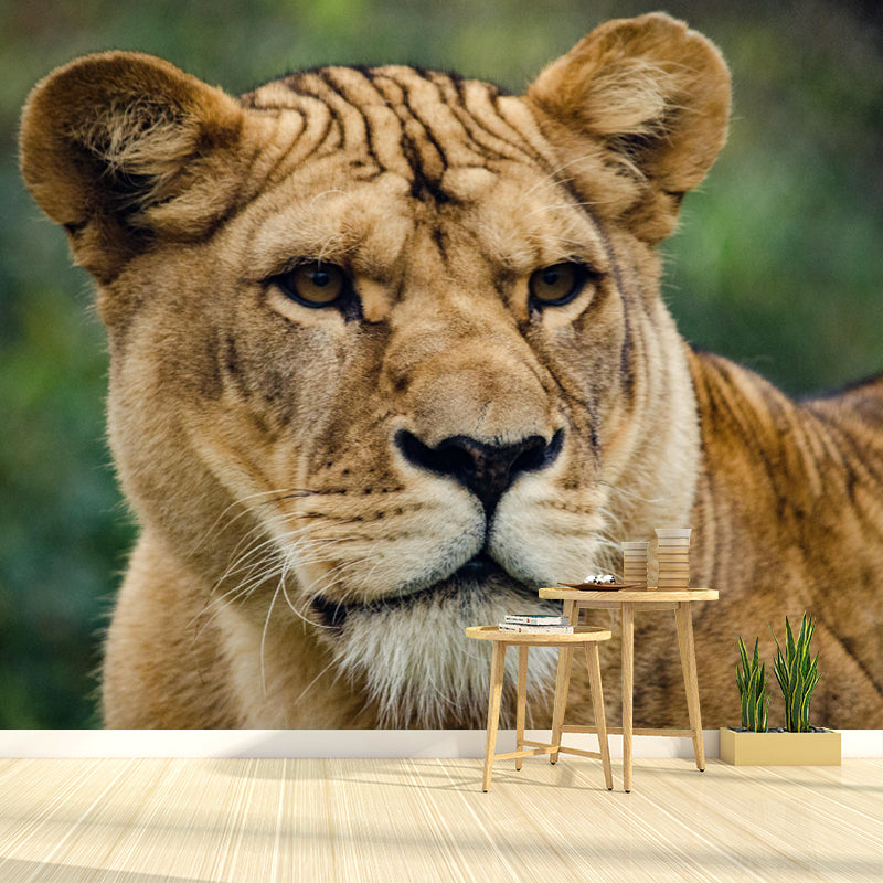 Modern Lioness Mural Wallpaper Moisture Resistant Living Room Wall Covering