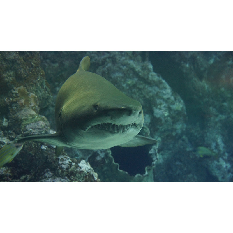 Modern Shark Mural Wallpaper Moisture Resistant Living Room Wall Covering