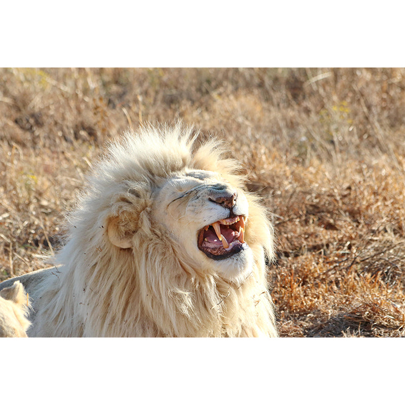 Modern Lion Mural Wallpaper Moisture Resistant Living Room Wall Covering