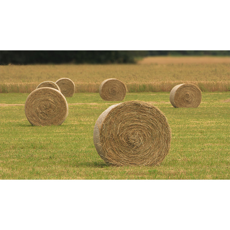 Straw Bale Mural Wallpaper Modern Style Moisture Resistant Living Room Wall Covering