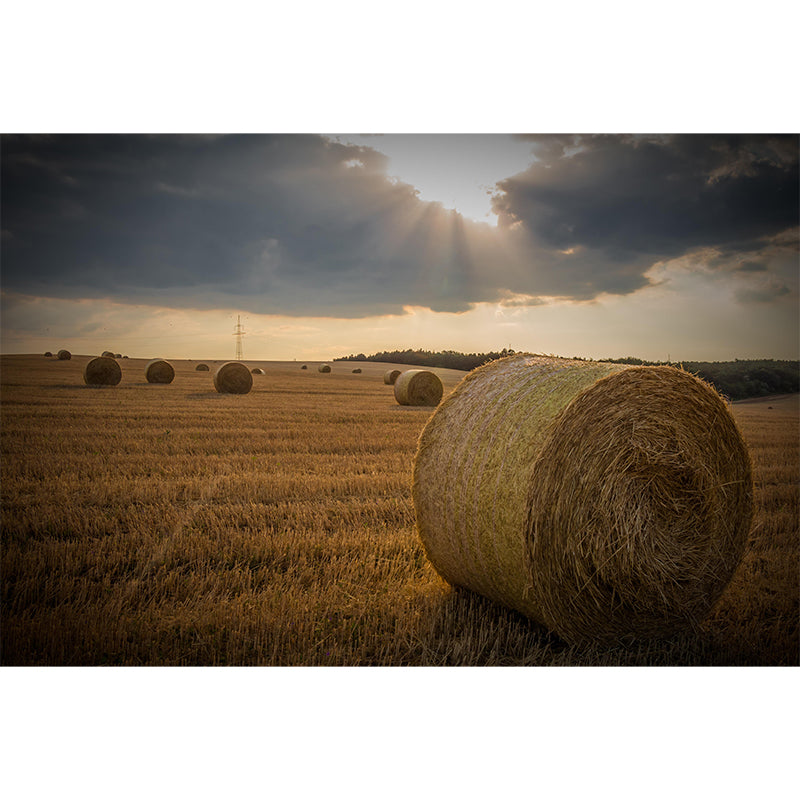 Contemporary Style Straw Bale Mural Stain Resistant Wall Art for Dining Room