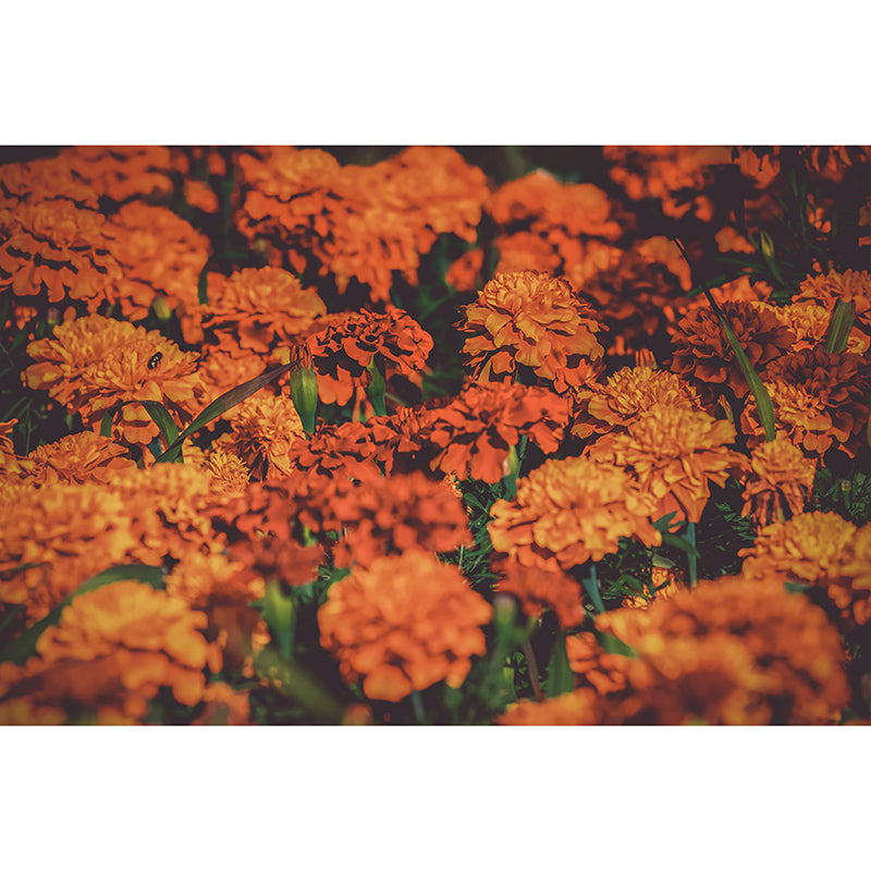 Beautiful Sea of Flowers Mural Wallpaper for Living Room Decor, Water Resistant