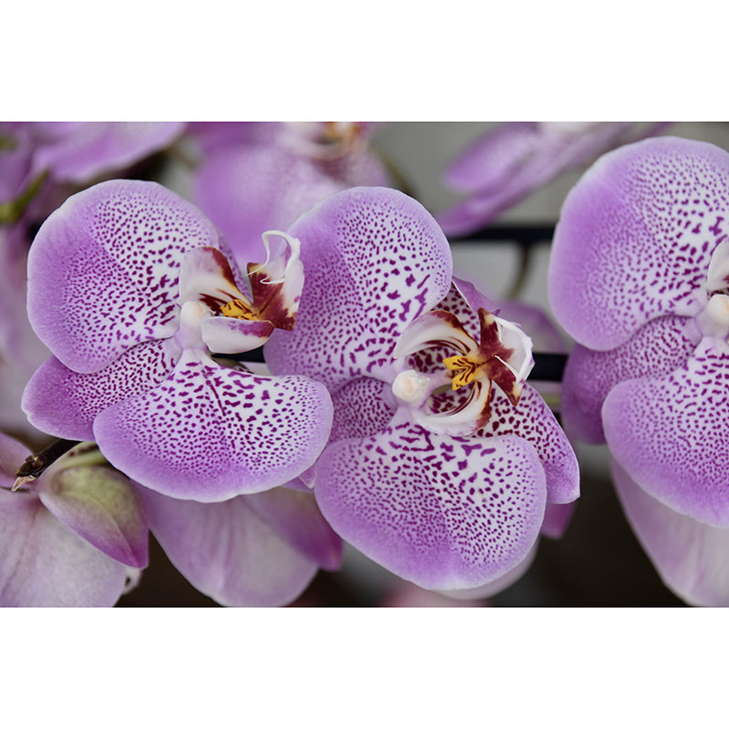 Orchid Flower Wall Covering for Living Room Waterproofing Mural Wallpaper Decorative