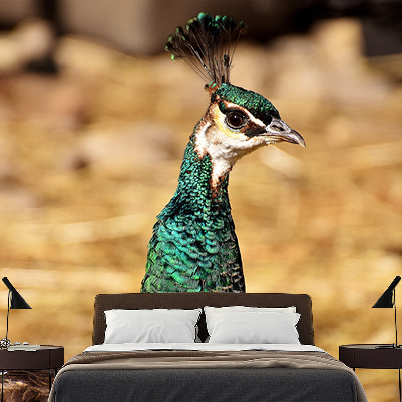 Beautiful Peacock Mural Wallpaper Gust Room Decorative, Personalized Size Available