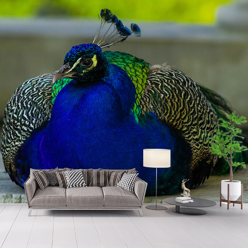 Beautiful Peacock Mural Wallpaper Gust Room Decorative, Personalized Size Available