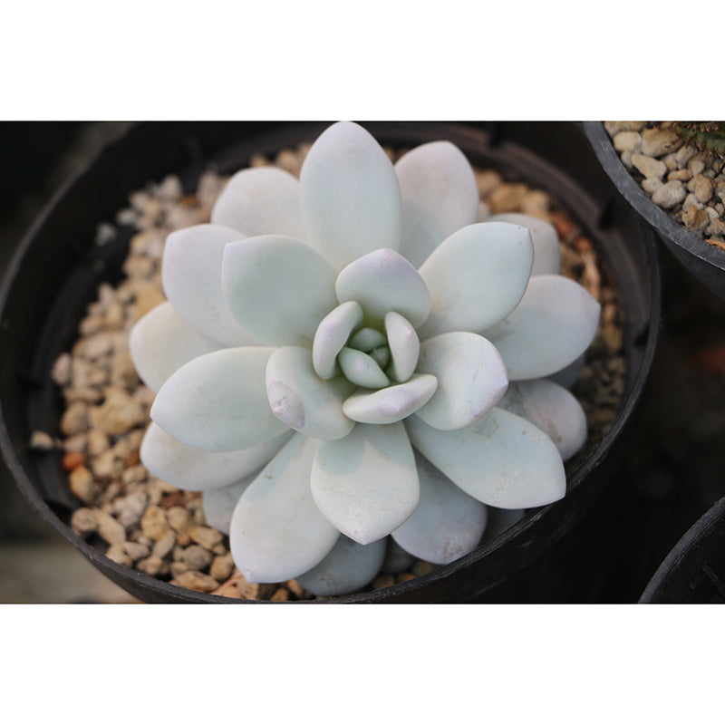 Tropical Plants Mural Decal Customized Modern Wall Covering for House Interior