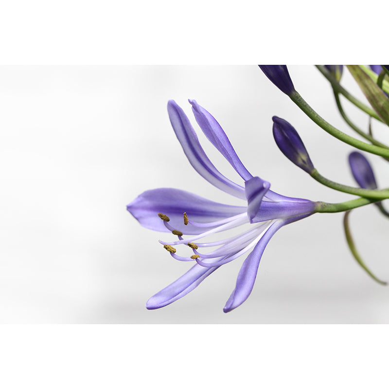 Lily Mural Wall Covering for Living Room Decorative Mildew Resistant Wallpaper