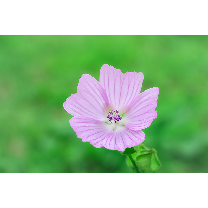 Mallow Mural Wall Covering for Living Room Decorative Mildew Resistant Wallpaper