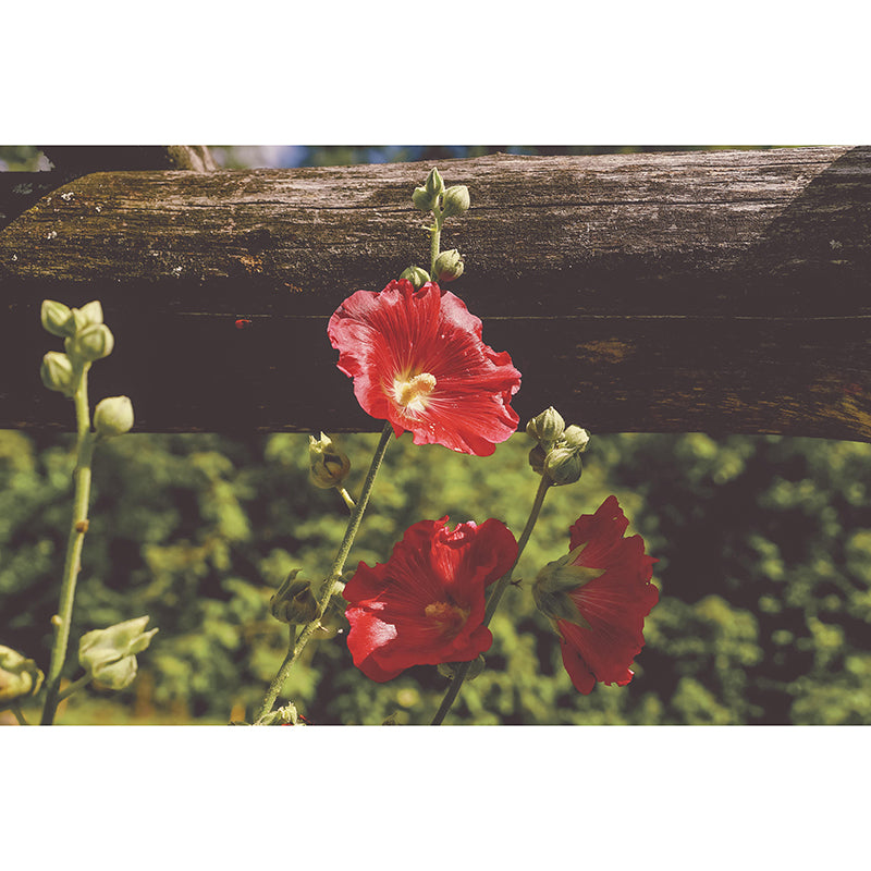 Hollyhock Mural Wall Covering for Living Room Decorative Mildew Resistant Wallpaper