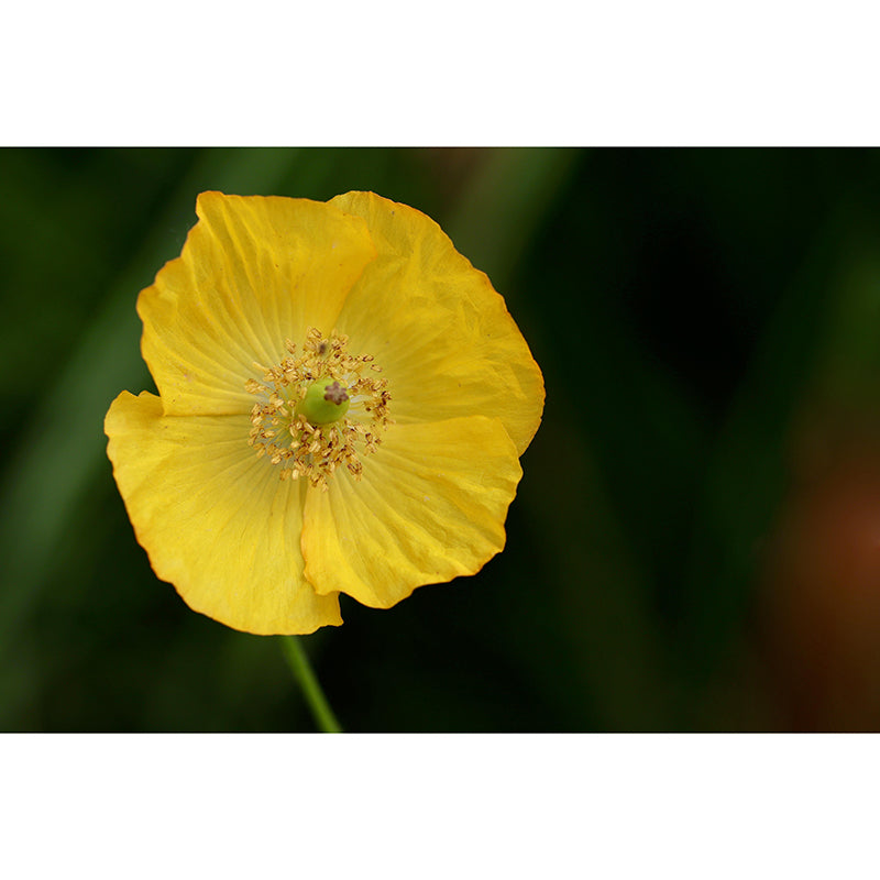 Beautiful Flower Mural Wallpaper Mildew Resistant for Living Room Decor