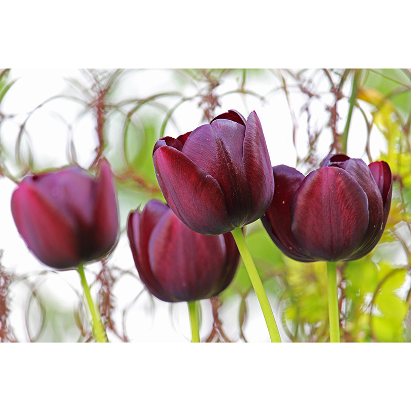 Beautiful Tulips Mural Wallpaper Mildew Resistant for Living Room Decor