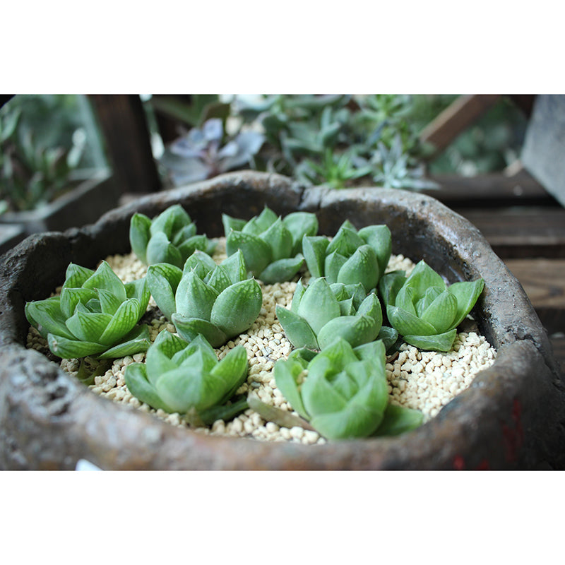 Customized Succulents Wall Mural Stain Resistant for Living Room Decor