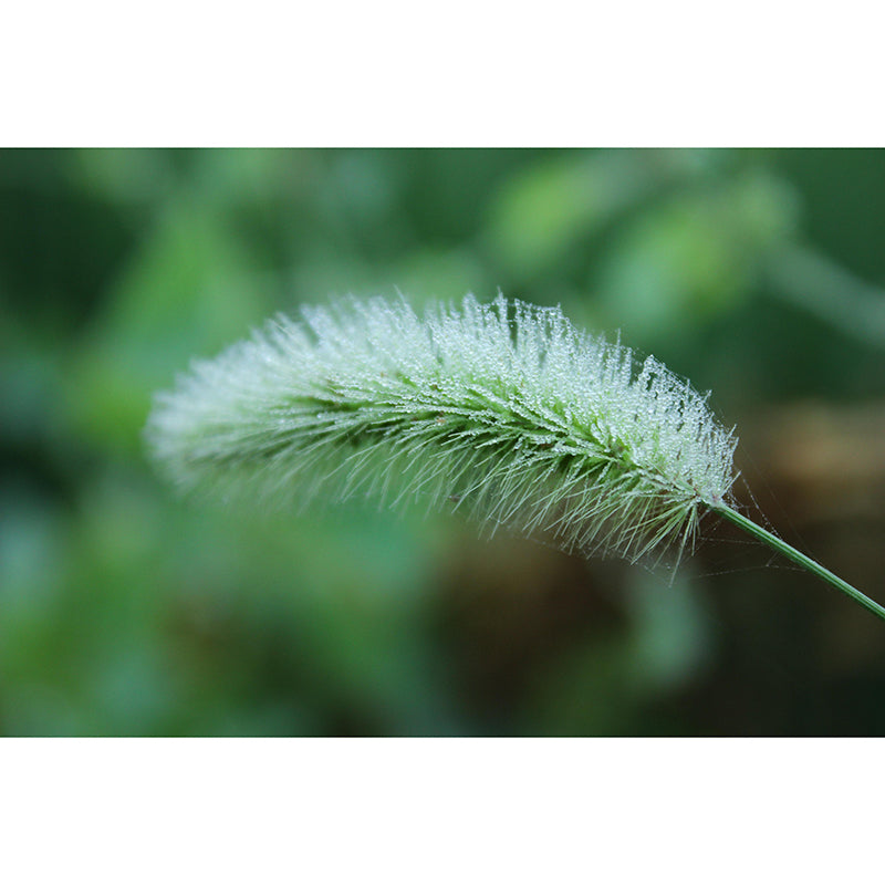 Customized Dogs Tail Grass Wall Mural Stain Resistant for Living Room Decor