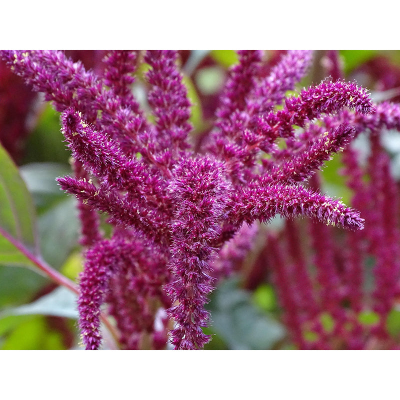 Foxtail Plant Mural Wallpaper Eco-friendly Moisture Resistant for Bedroom Decor