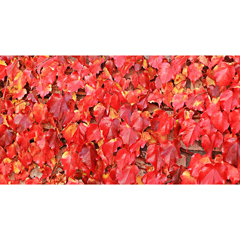 Wild Grape Leaves Mural Wallpaper Eco-friendly Moisture Resistant for Bedroom