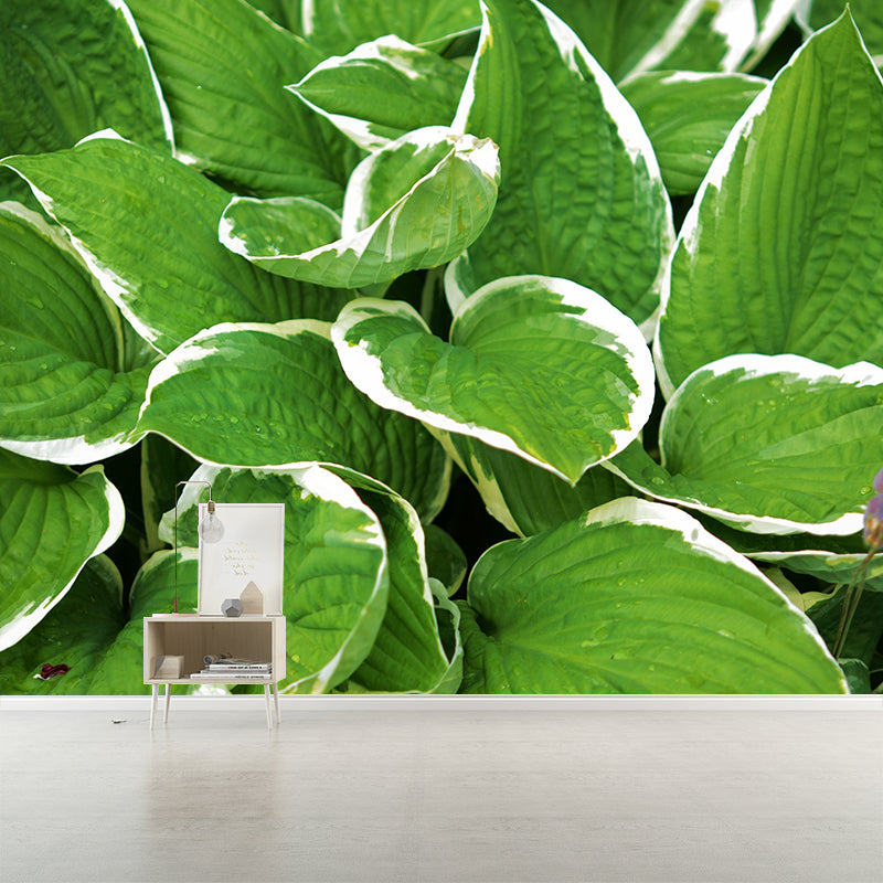 Customized Hosta Leaf Wall Mural Stain Resistant for Living Room Decor