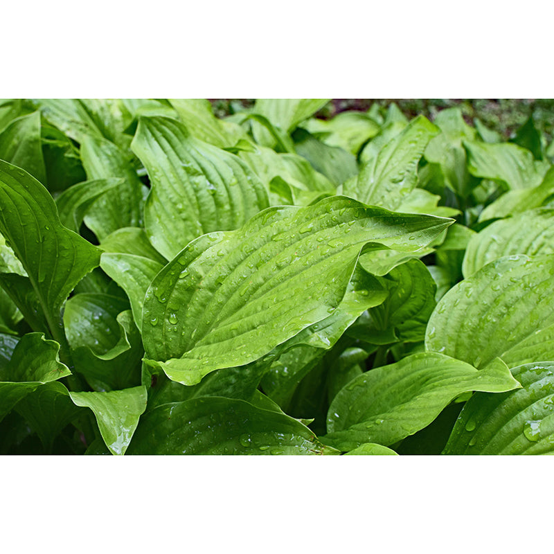 Customized Hosta Leaf Wall Mural Stain Resistant for Living Room Decor