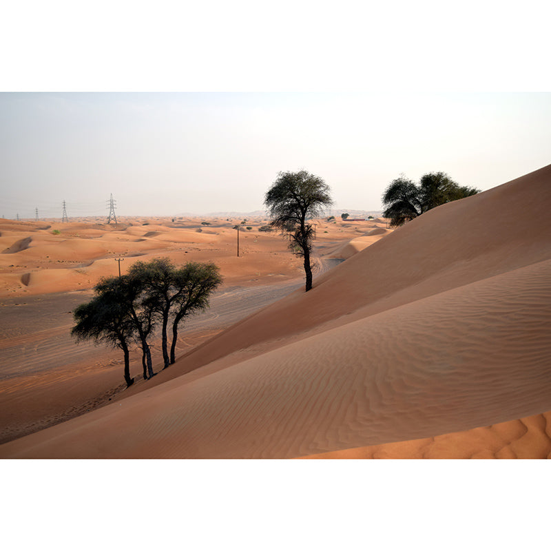 Desert Mural Decal Stain Resistant Living Room Wall Decor, Made to Measure