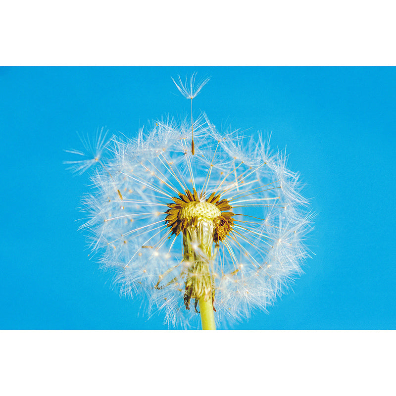 Modernism Living Room Mural Wallpaper Dandelion Interior Decoration, Waterproofing