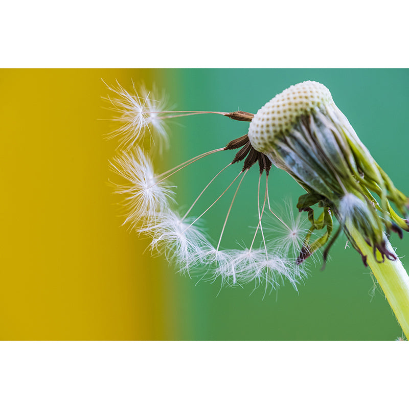 White Dandelion Mural Wallpaper Stain Resistant Modern Interior Decoration