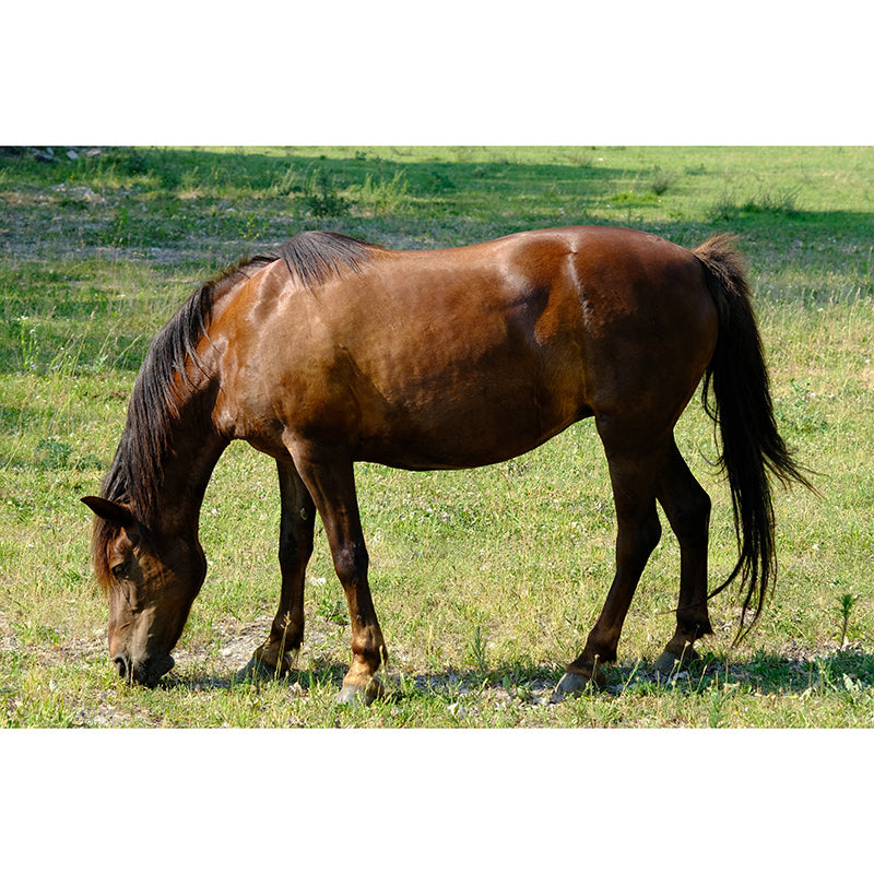 Horse Wall Mural Decal Moisture Resistant Modern Living Room Wall Covering