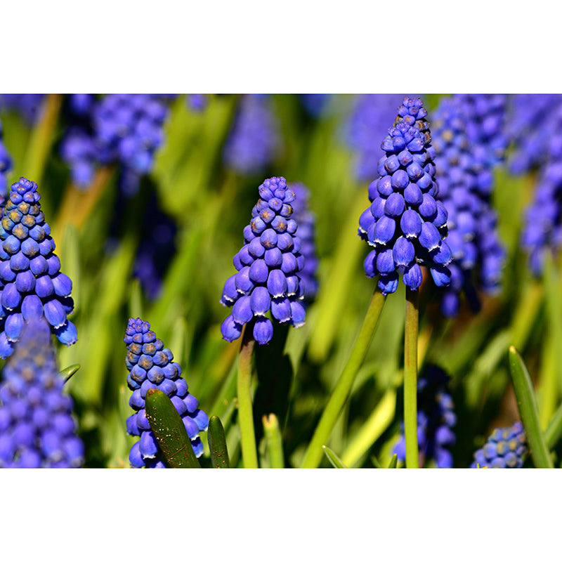 Hyacinth Mural Wallpaper Moisture Resistant Home Decor for Sitting Room