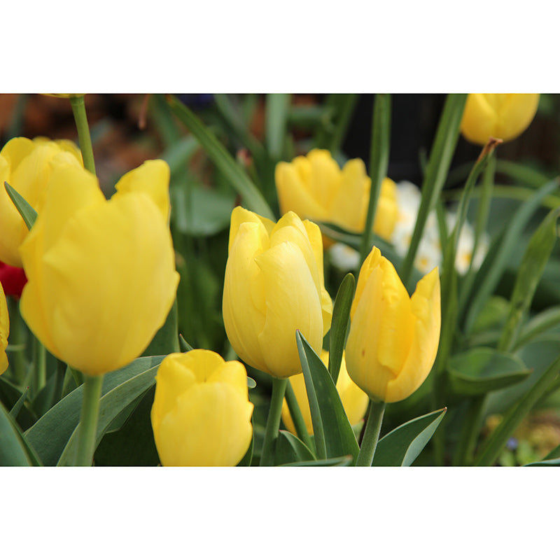 Tulip Wall Mural Decal for Living Room Flower Wall Decor, Customized Size Available