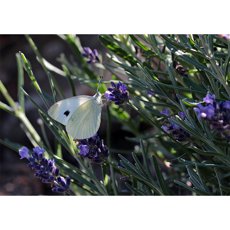 Butterfly Animal Wallpaper Mural Contemporary Style Wall Art for Living Room